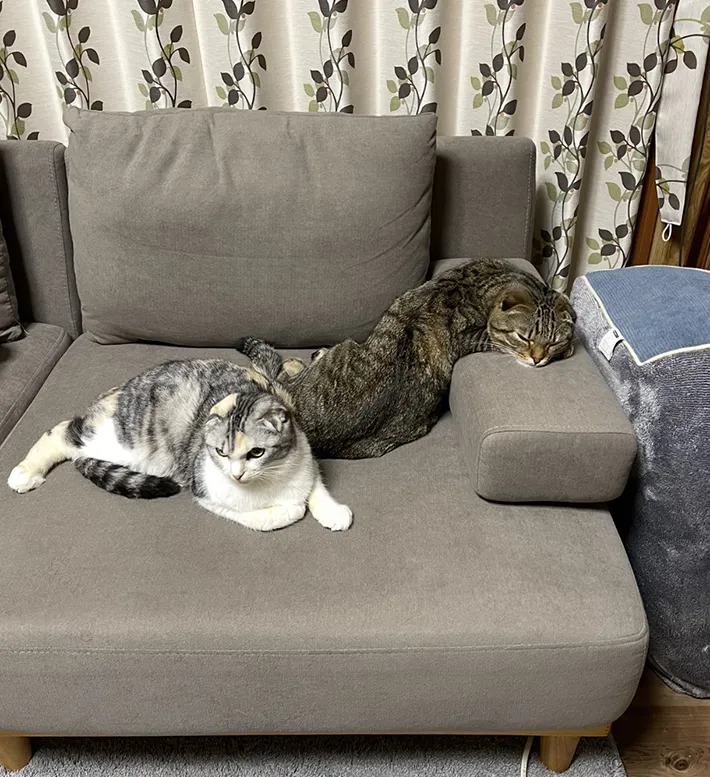 猫のポテくんとサラちゃんが写る画像