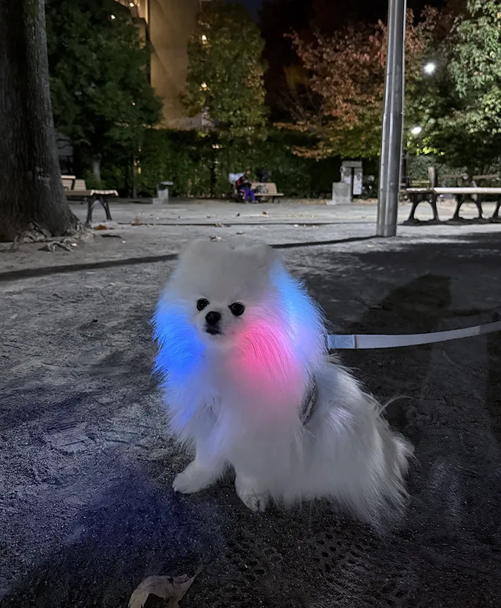 ポメラニアンの画像