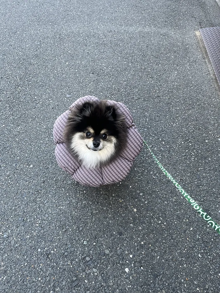 ポメラニアンの画像