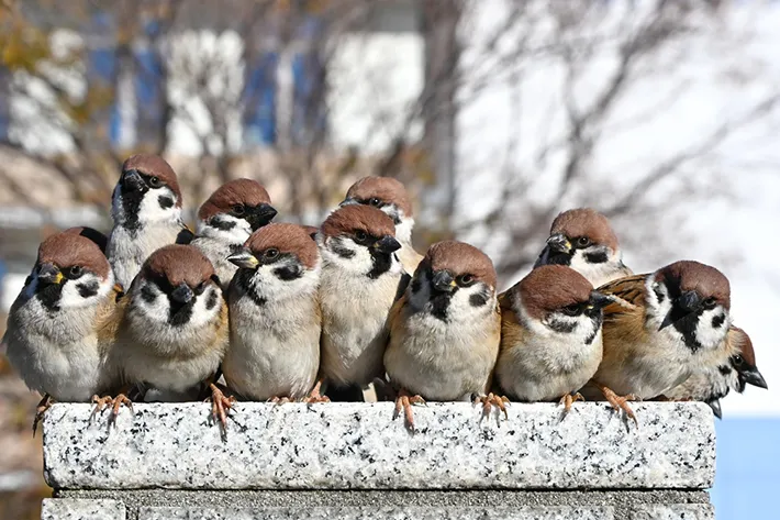 スズメの群れ